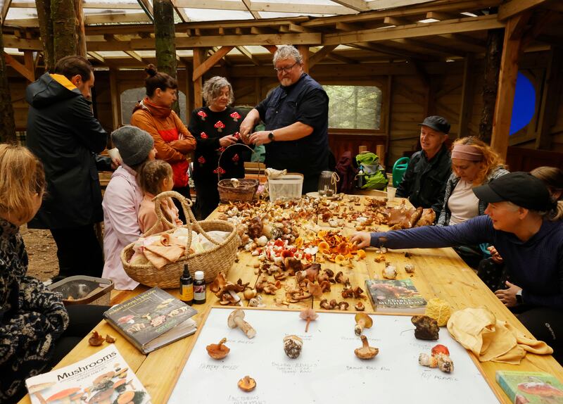 'There’s no shortcut' to mushroom identification, Bill warns. Photograph: Alan Betson