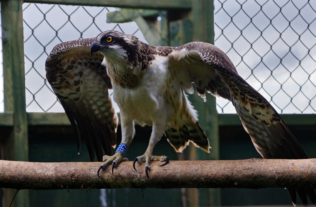 Ospreys are thought to have become extinct as breeding birds in Ireland over two hundred years ago but have continued to visit the island as part of their migratory pattern. Photograph: Valerie O'Sullivan/NPWS