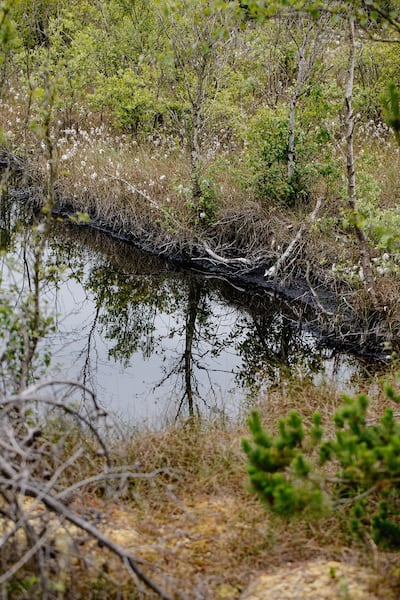 Rewetting from blocking up drains will significantly reduce the loss of carbon into the atmosphere
