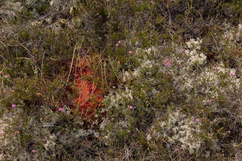 Hummock of red bog moss heathers, bog cotton and reindeer moss on the wetland bog. Photograph: John D Kelly