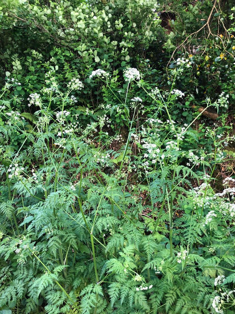 Cow parsley