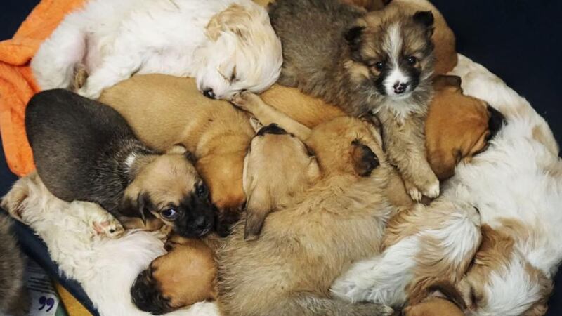 Among the puppies were some so-called designer breeds such as Labradoodle and Cavachon, the Bichon Frise and Cavalier King Charles Spaniel cross. Photograph: DSPCA/PA Wire