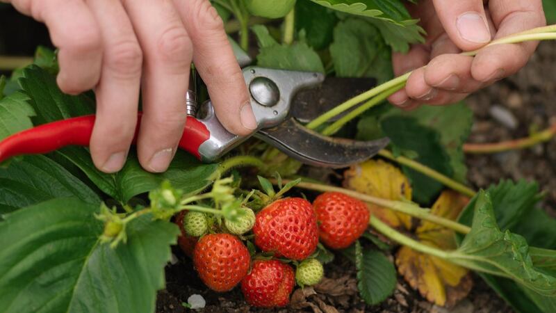 Felco secateurs. Photo credit Richard Johnston