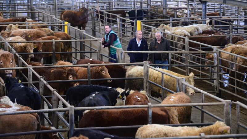 Clare Mart in Ennis, Co Clare.   Photograph: Bryan O’Brien/The Irish Times