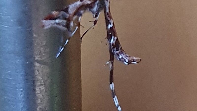 Beautiful plume moth, Amblyptilia acanthadactyla