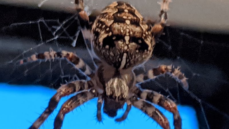 Garden spider