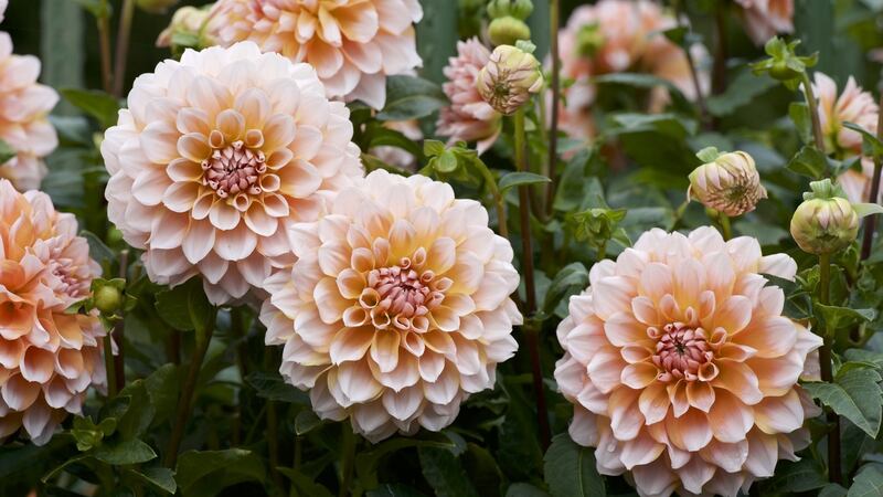 Providing some form of physical support for many plants at this time of year, including those with naturally brittle stems such as dahlias, is important. Photograph: iStock