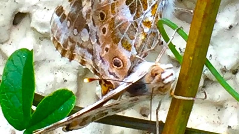 Painted ladies mating