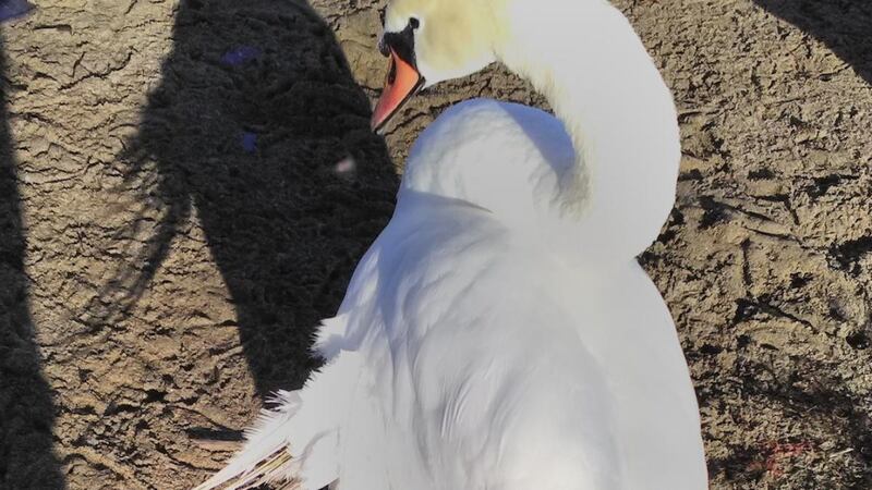 A disgigured swan with  “angel wings”