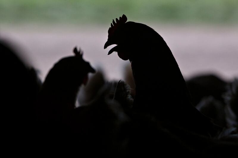 The silhouettes of chickens. Photographer: Daniel Acker/Bloomberg via Getty Images