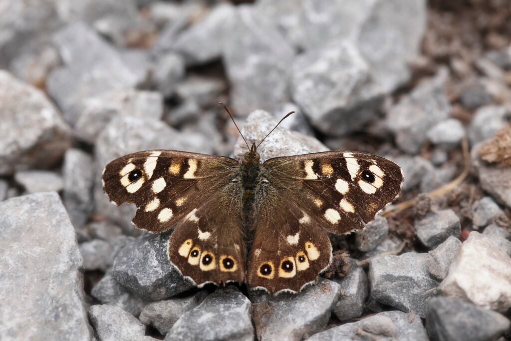 Speckled wood (Pararge aegeria) butterfly: The Burren is home to 27 species of moths and butterflies found nowhere else in the country. Photograph: Getty