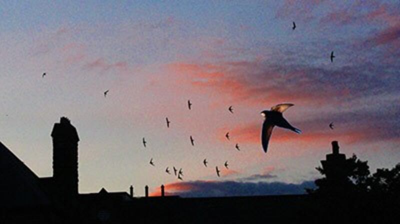 Swifts circle the roof of the Crescent Arts Centre, Belfast. Photograph: Peter Cush