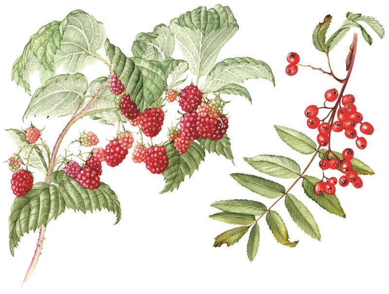 Illustration by Diane Davison.