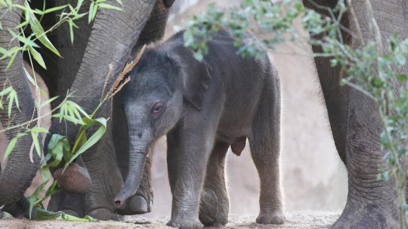 Dublin Zoo has announced the birth  of a second Asian elephant calf in less than six weeks. Photograph: Leon Farrell/Photocall Ireland.