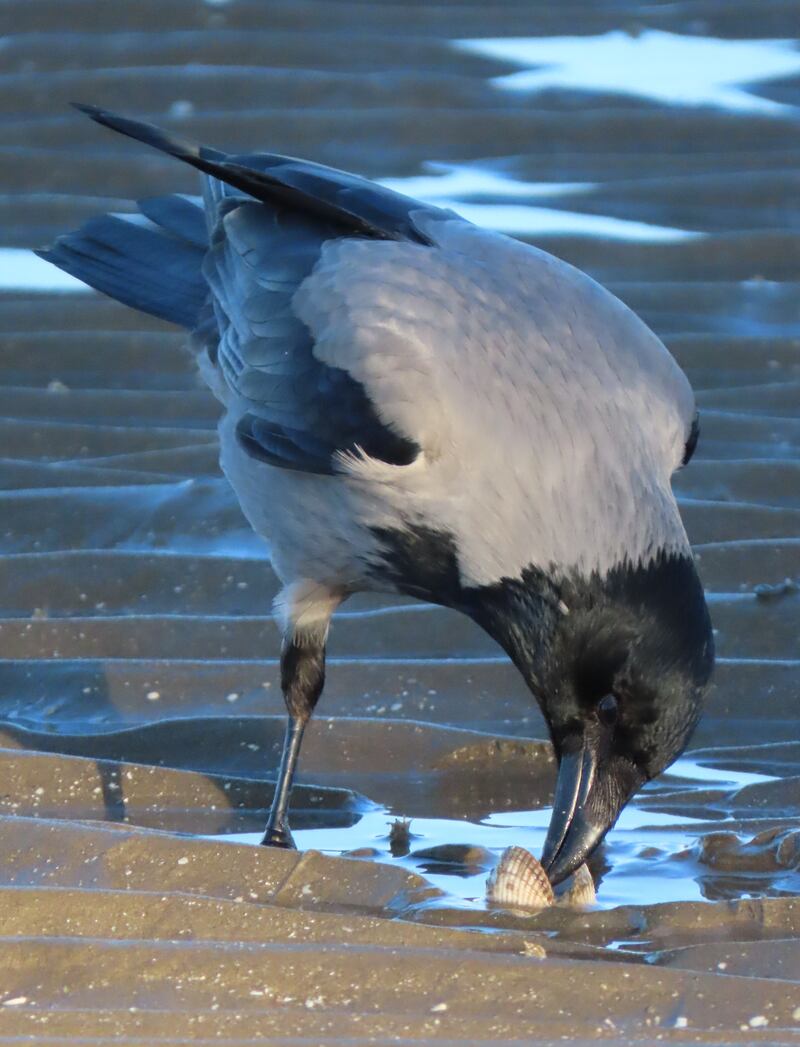 Hooded crows that live near the coast have always hunted on the shore. Photograph: Michael Keegan