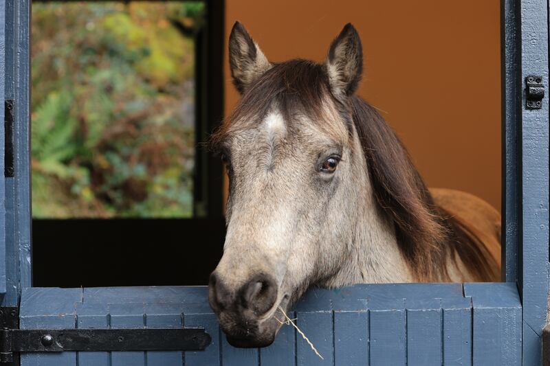 Honey Bee, a Connemara pony, at the new Connemara Pony Heritage Centre in Co Galway. Photograph: Martina Regan
