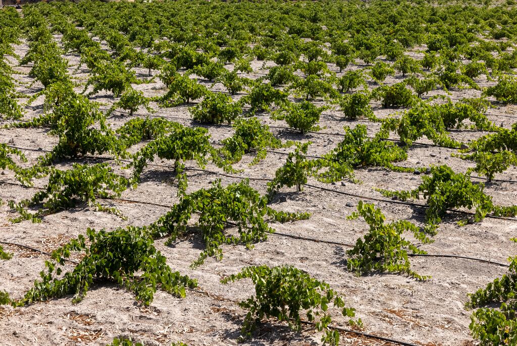 Assyrtiko grapes growing on the Greek island of Santorini produce fresh, high-acid wines. Photograph: iStock