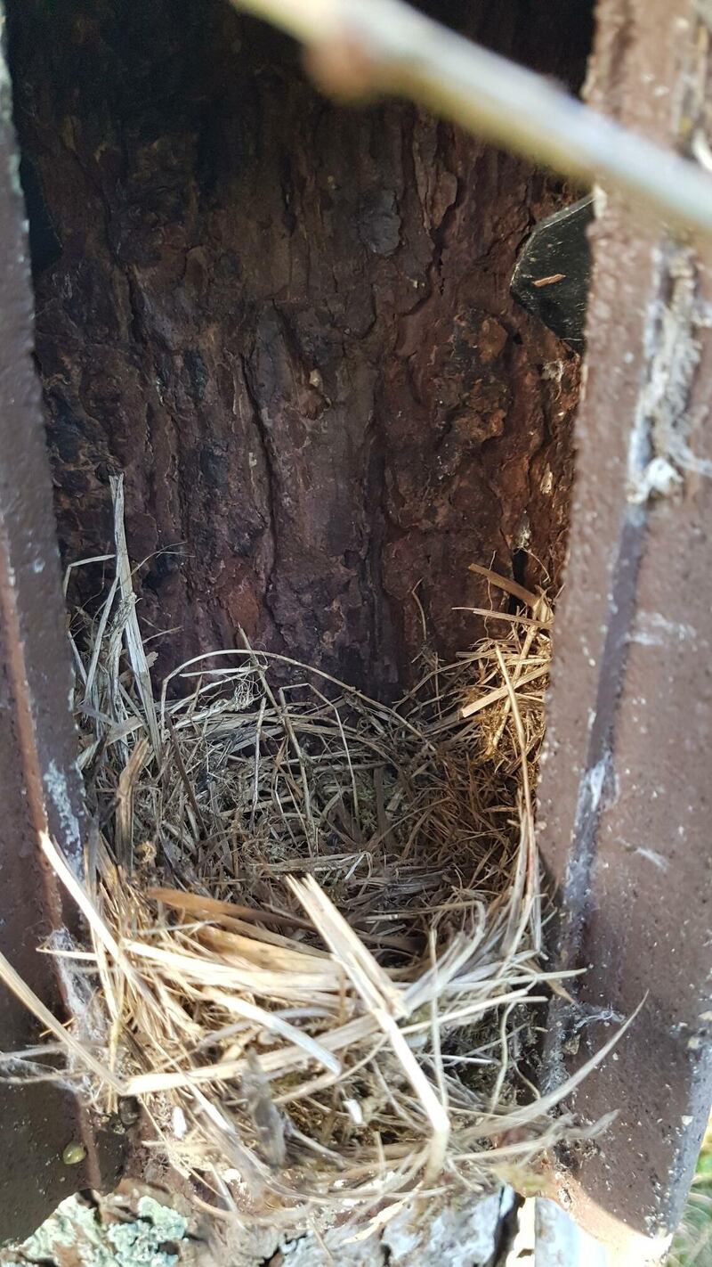 Treecreeper's nest, supplied by Josef Finke