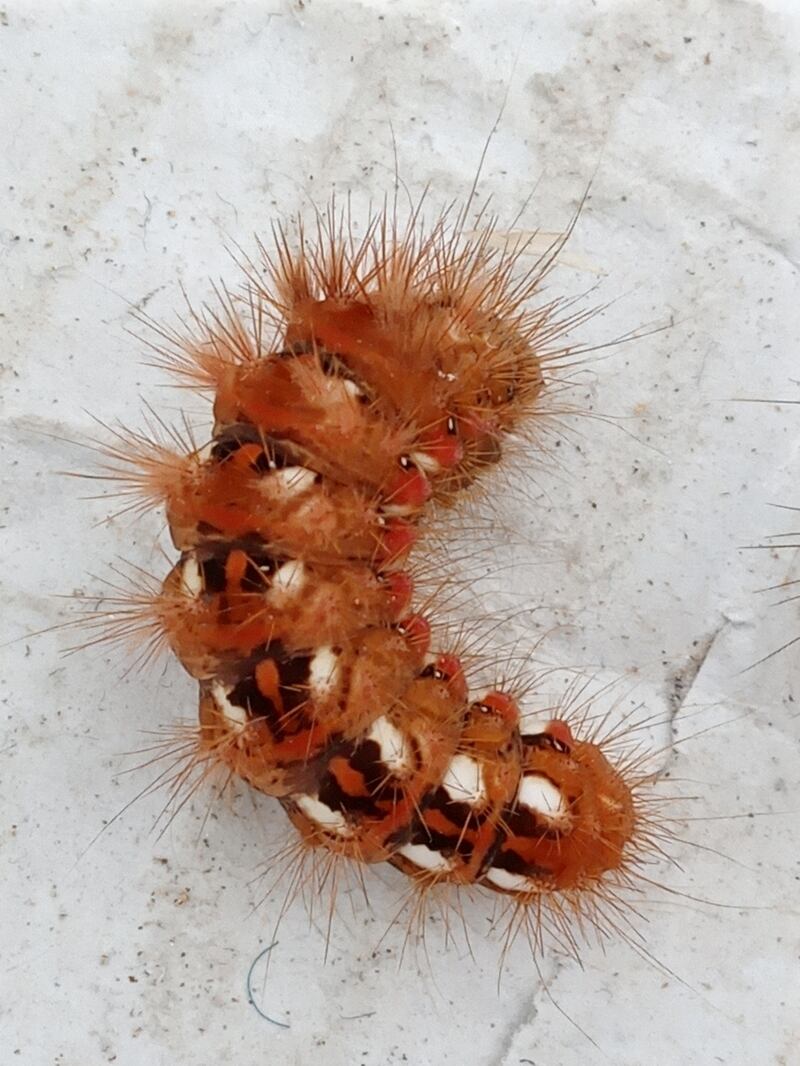 Caterpillar of the knot grass moth