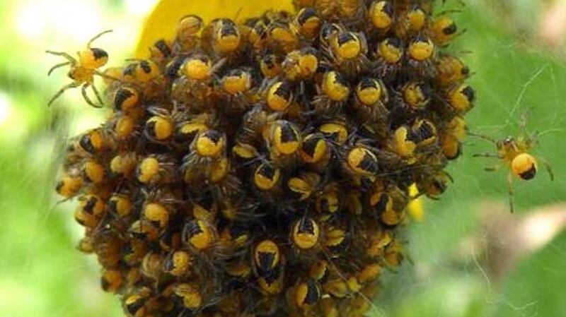 Spiderlings of the garden spider