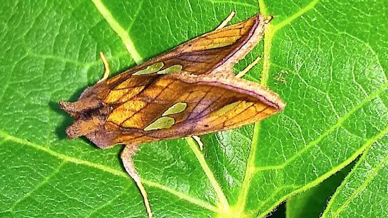 Gold spot moth