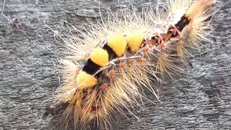 Caterpillar of the vapourer moth