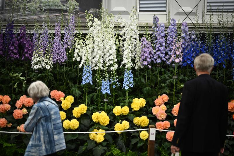Begonias and Delphiniums exhibited in advance of last year's Chelsea Flower Show in London. Photograph: Ben Stansall/Getty Images