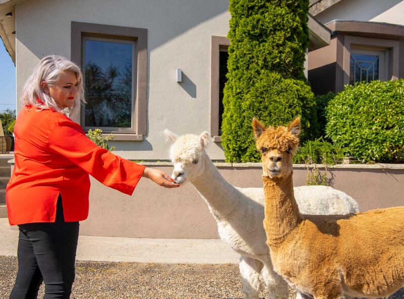 Jane Kennedy feeds her alpacas, Phil and Pablo. Photograph: Patrick Browne
