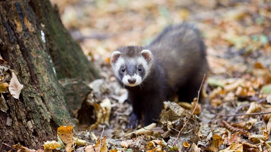 Camino de Santiago sighting: a western polecat like the one that Carmel Shaw might have seen