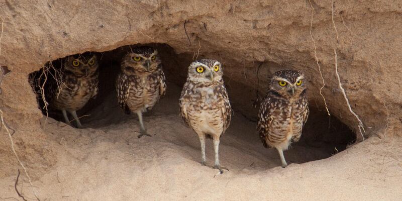 Gold medal: Burrowing owls in Brazil by Eamon Quinn, Howth