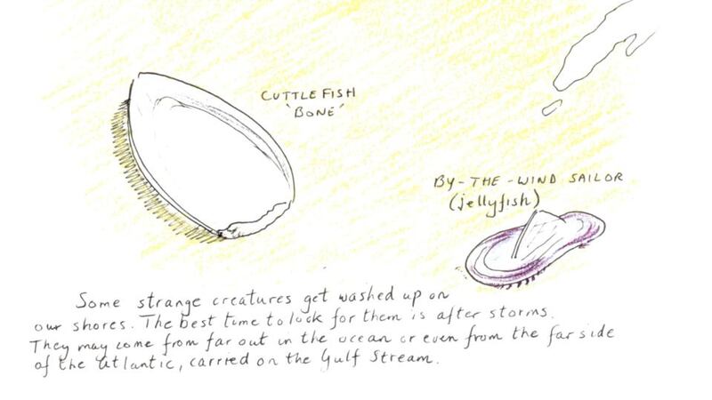 Strangers on the shore: part of a Gordon D’Arcy illustration about sea life that gets washed on to beaches