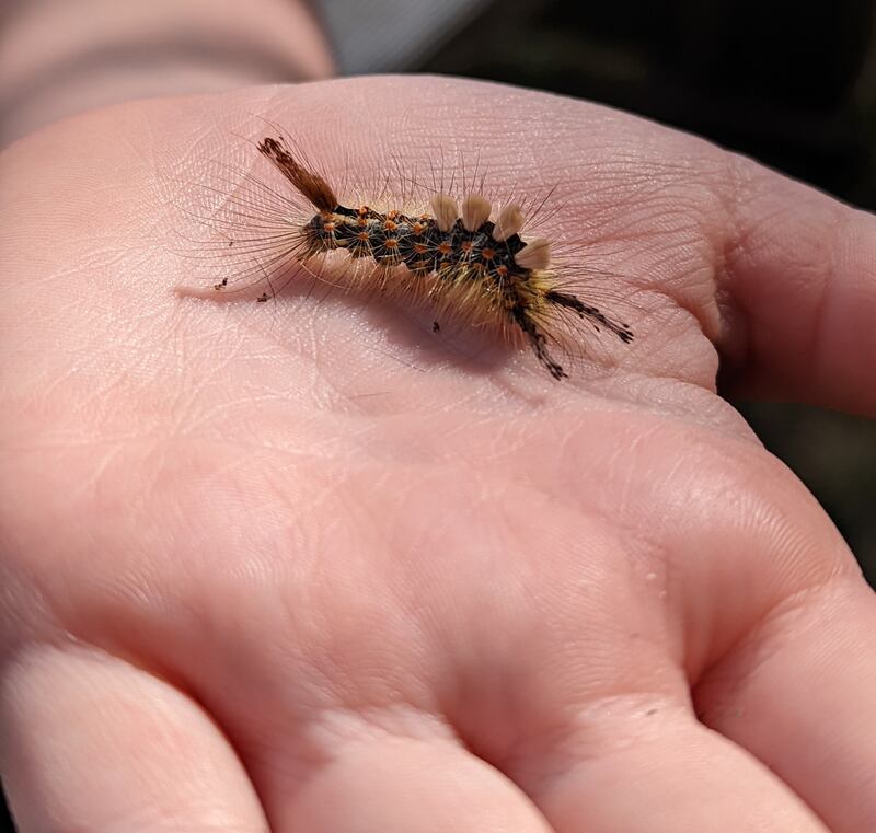 The caterpillar of the vapourer moth has irritant hairs. Photograph: Caitlin Collins