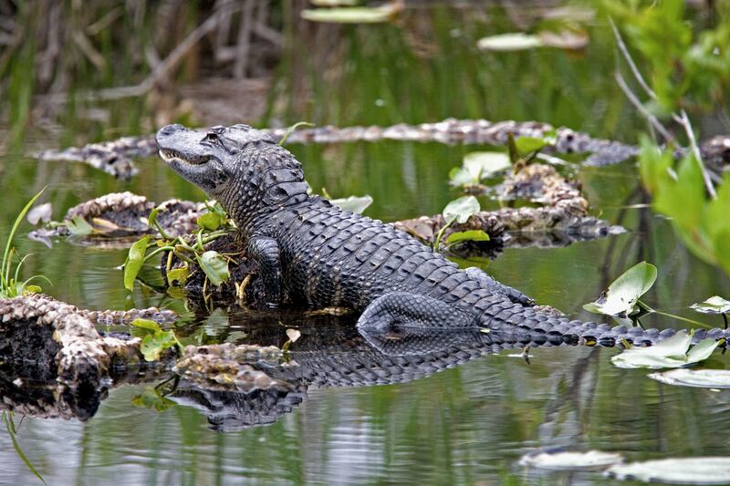 An American alligator resting in the shallow warers of the Everglades in Florida. Photograph: Alamy/PA