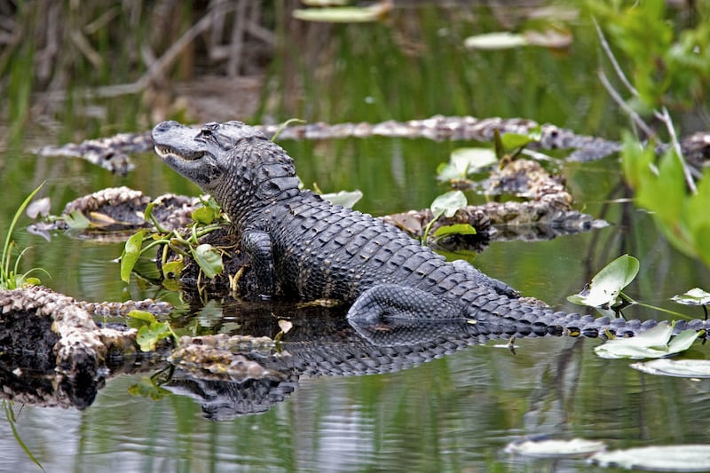 An American alligator resting in the shallow warers of the Everglades in Florida. Photograph: Alamy/PA
