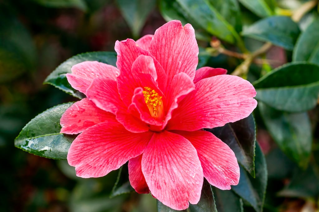 Camellias require consistent care and attention if they’re to flourish. Photograph: iStock