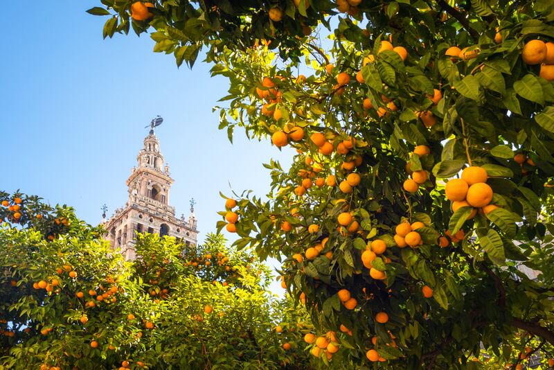 Spain, Andalusia, Seville, the Cathedral bell tower seen from the garden courtyard. Photograph: iStock