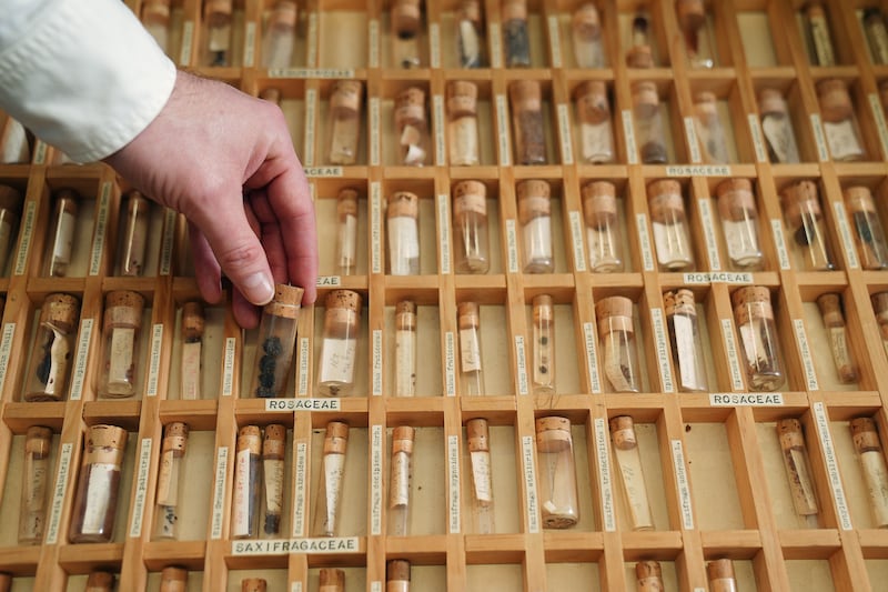 So far, Mr Reidy has gathered 137 different species, equivalent to 13 per cent of Ireland’s native and archaeophyte flora. Photograph: Brian Lawless/PA Wire