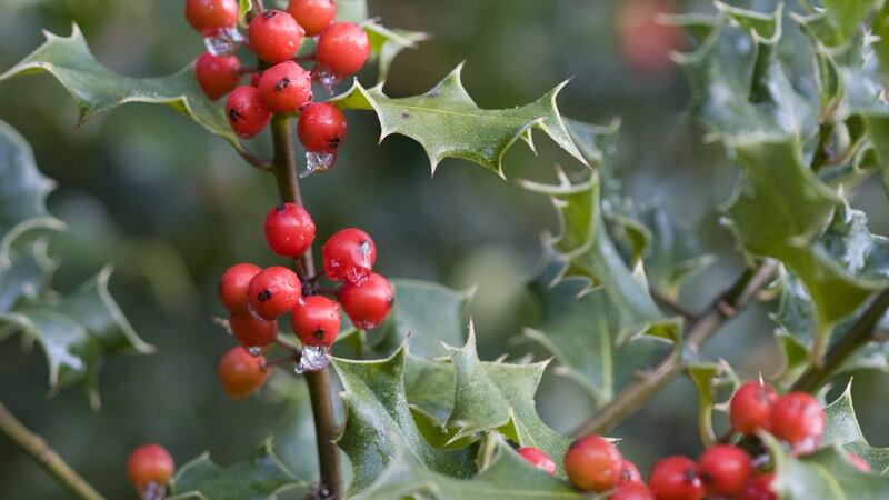 The European holly (ilex aquifolium). Photograph: iStock