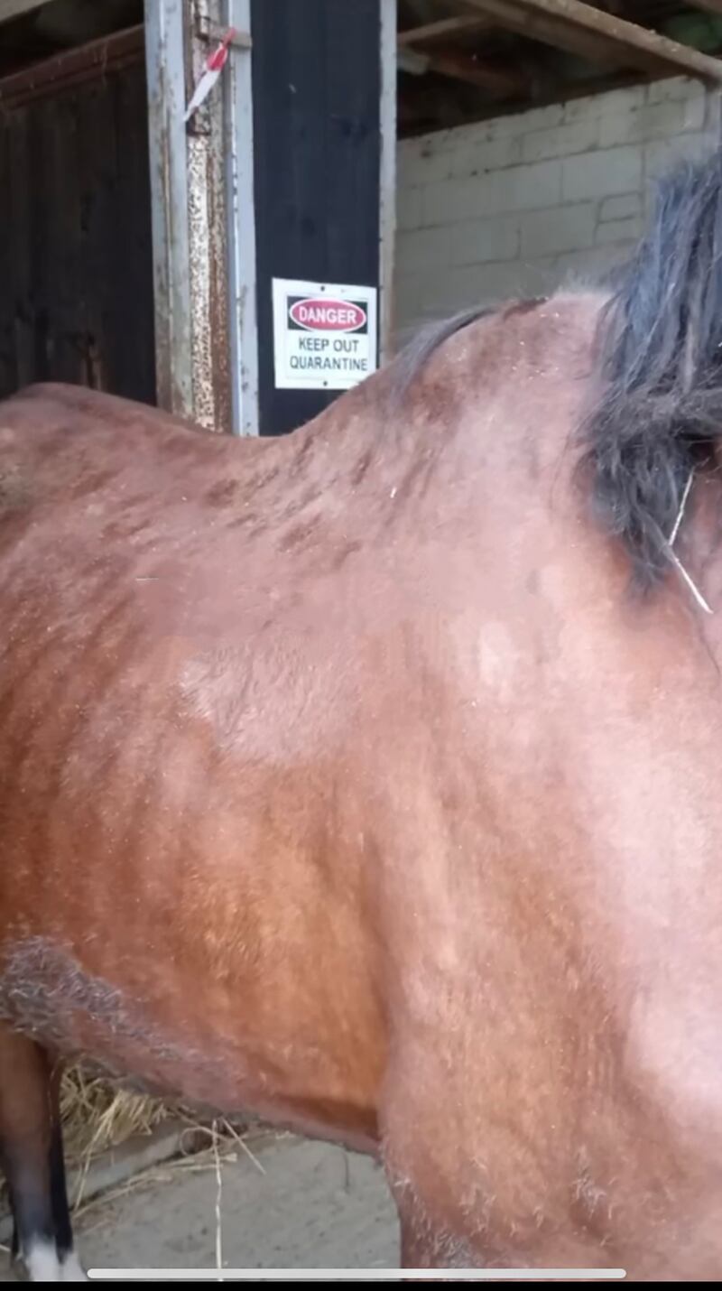 Da Vinci was one of 10 emaciated animals that had been found in a shed
