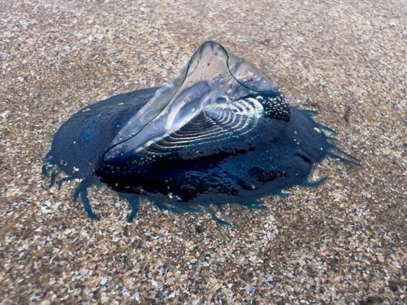 A by-the-wind sailor washed up at Tramore