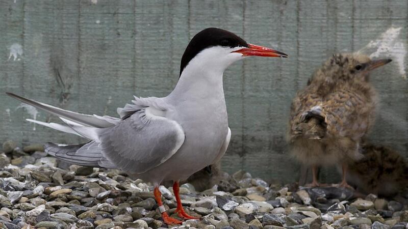 Biosphere experiment: the timber frame of the pontoon stops tern eggs and chicks from falling into Dublin Bay. Photograph: John Fox.