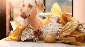 Dog owners warned not to give pets chocolate due to risk of poisoning