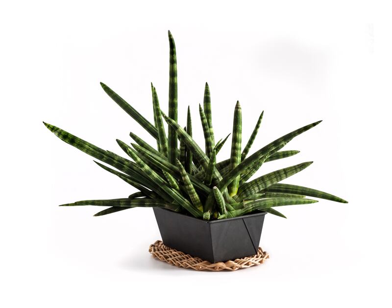 African spear plant (Sansevieria cylindrica)