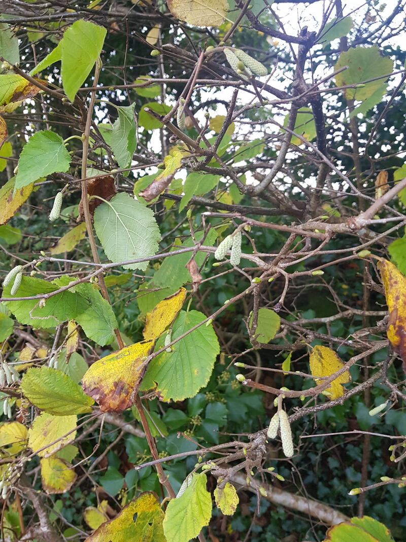 Catkins on a hazel tree, supplied by Laura Kennedy