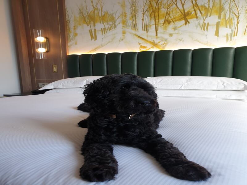 Enjoy views of pet-friendly parks i close proximity to the hotel.