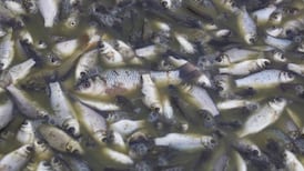Fish kill in tributary of River Lee near Cork city investigated