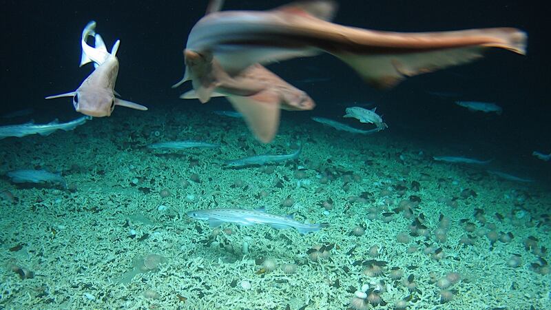 An image from a rare shark nursery filmed 200 nautical miles west of Ireland by Irish and British scientists in one of six offshore special areas of conservation.