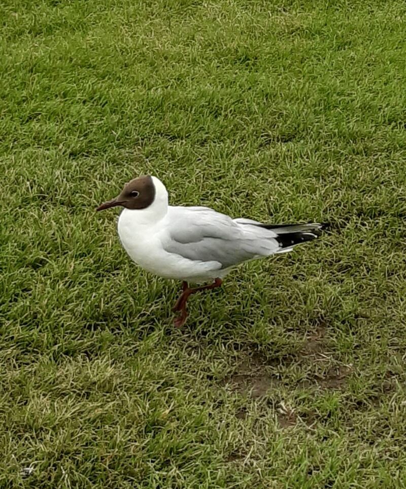 Black-headed gull. Photograph supplied by Enda McMorrow