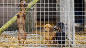 Ireland is ‘puppy farm capital’ of Europe