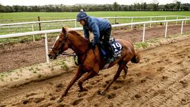 Gordon Elliott seeking new opportunities for Savills Chase trio